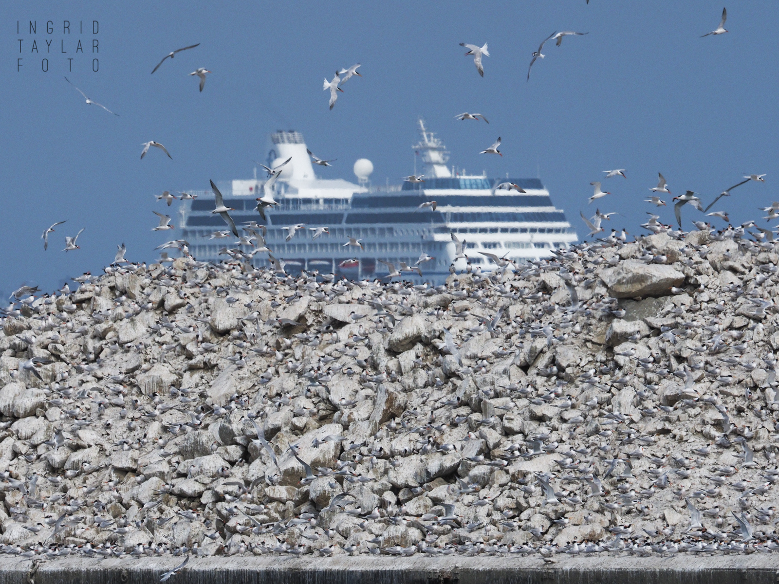 Elegant Terns with Cruise Ship in Long Beach Harbor
