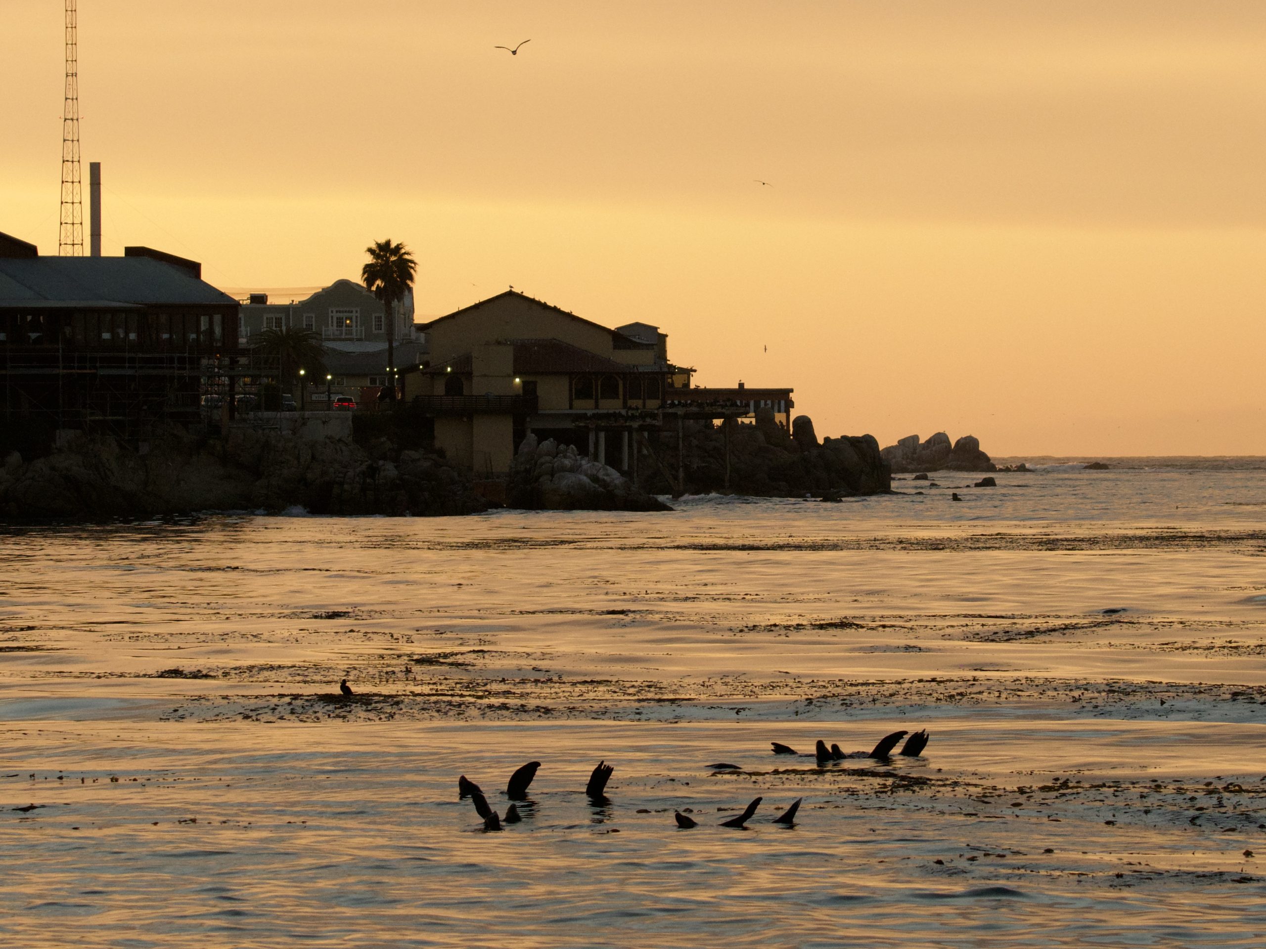 Sea Lion Raft Off Cannery Row at Sunset