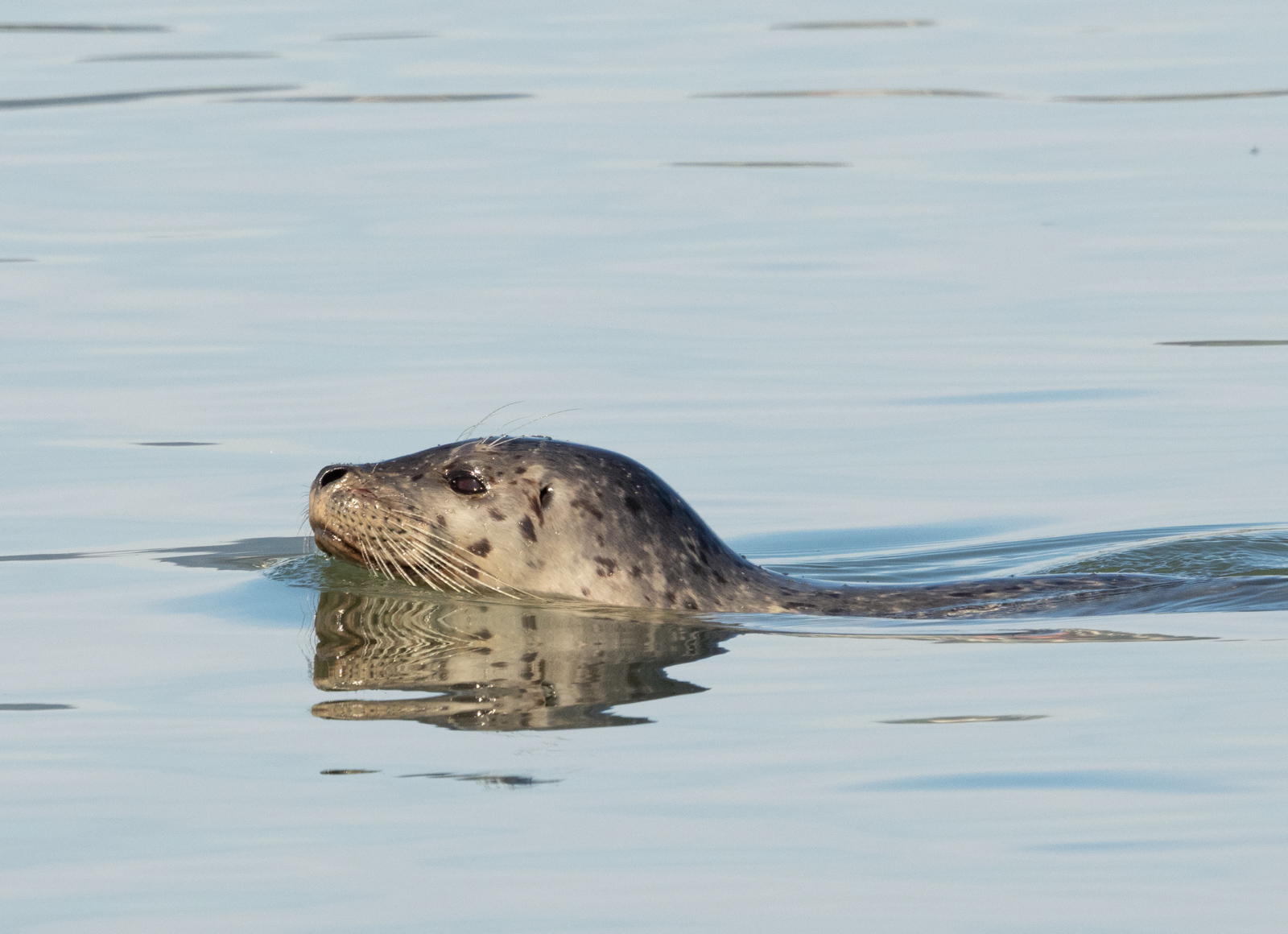 Harbor Seal Swimming