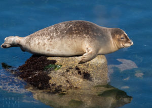 Harbor Seal on Rock in Monterey Bay