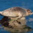 Harbor Seal on Rock in Monterey Bay