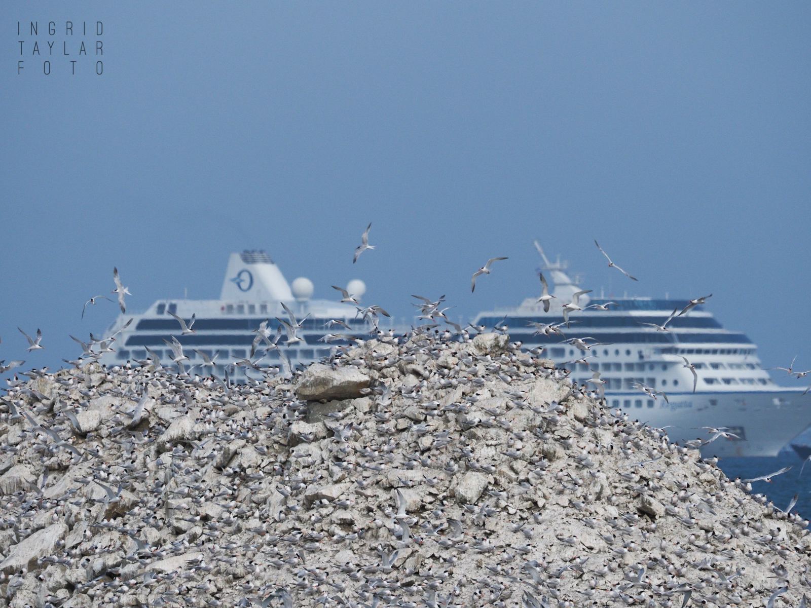 Long Beach Elegant Terns and Cruise Ship