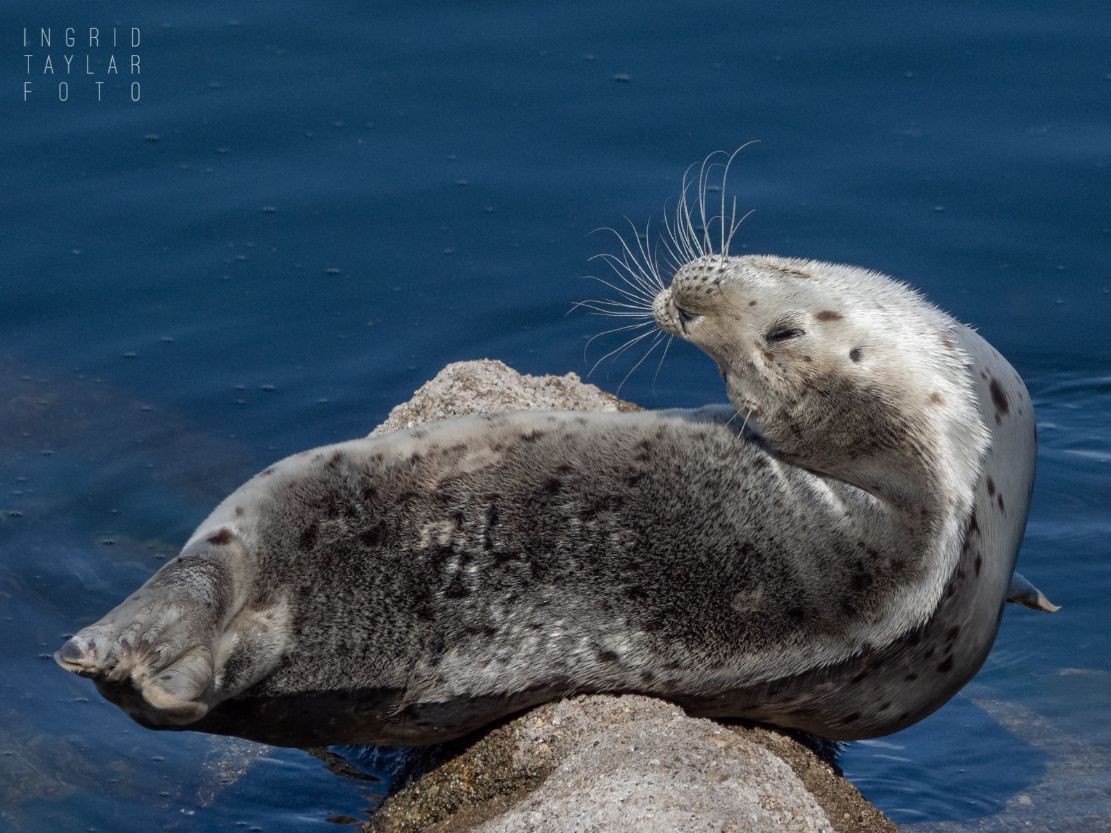 Seal Pup Hauled Out in Monterey Bay
