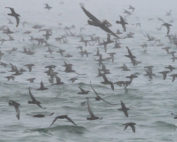 Sooty Shearwaters in the Fog on Monterey Bay