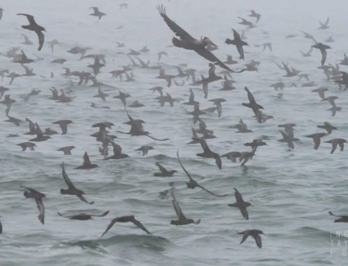 Sooty Shearwaters in Monterey Fog