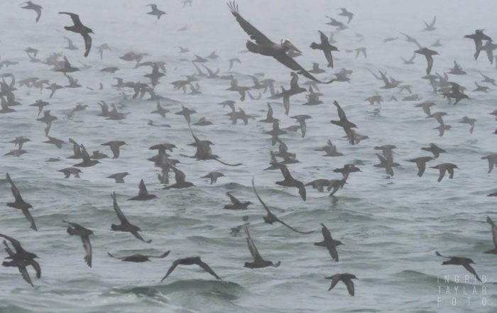 Sooty Shearwaters in the Fog on Monterey Bay