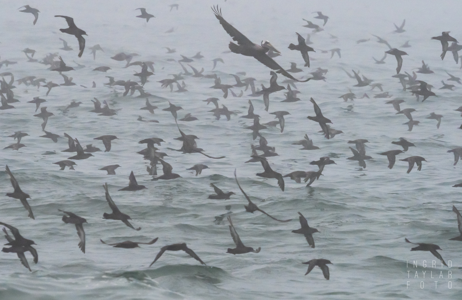 Sooty Shearwaters in the Fog on Monterey Bay