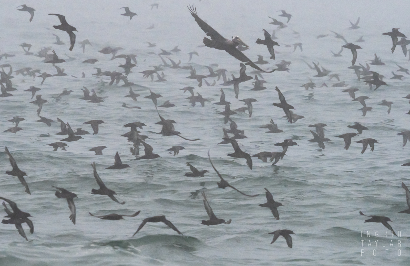 Sooty Shearwaters in the Fog on Monterey Bay Sooty Shearwaters in the Fog on Monterey Bay