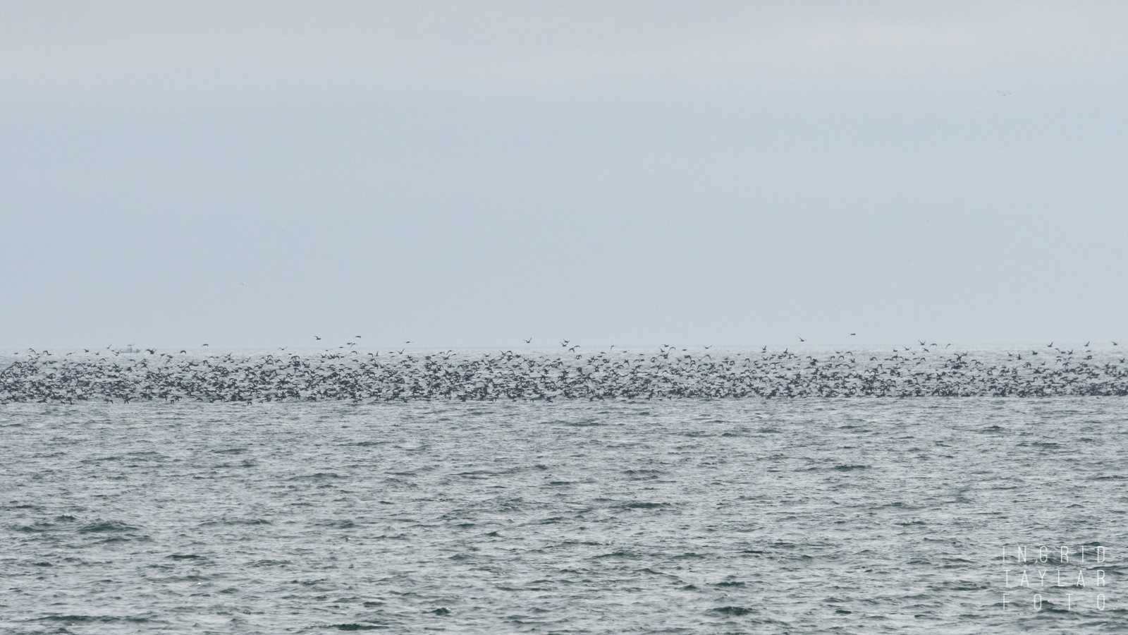 Sooty Shearwaters at Moss Landing