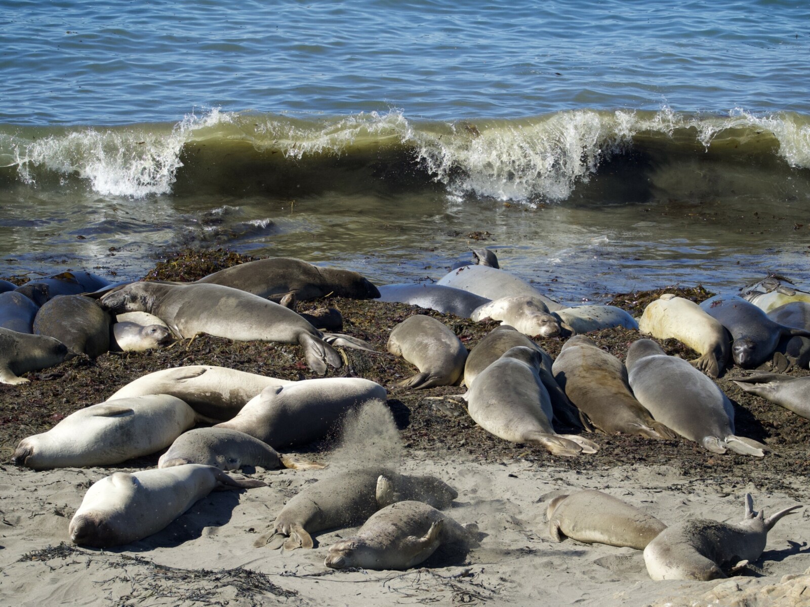 Harbor Seals on Pacific Grove Beach