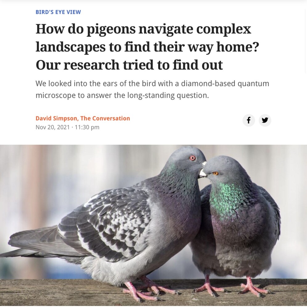 Pigeon Courtship