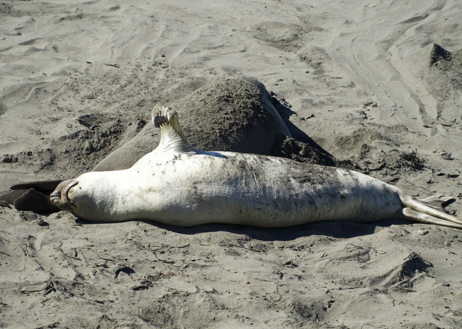 Elephant Seal on California Beach