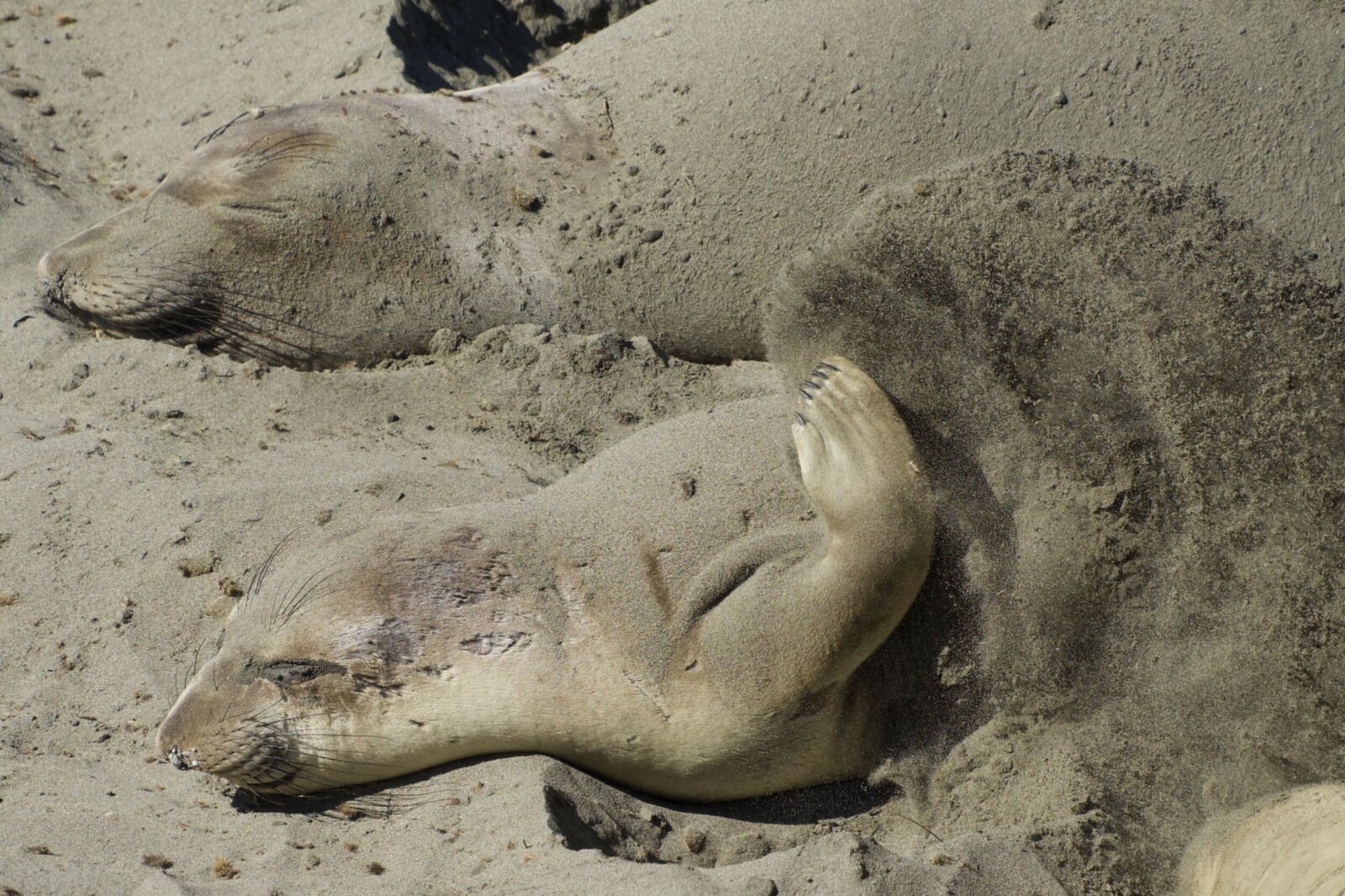Elephant Seal Throwing Sand