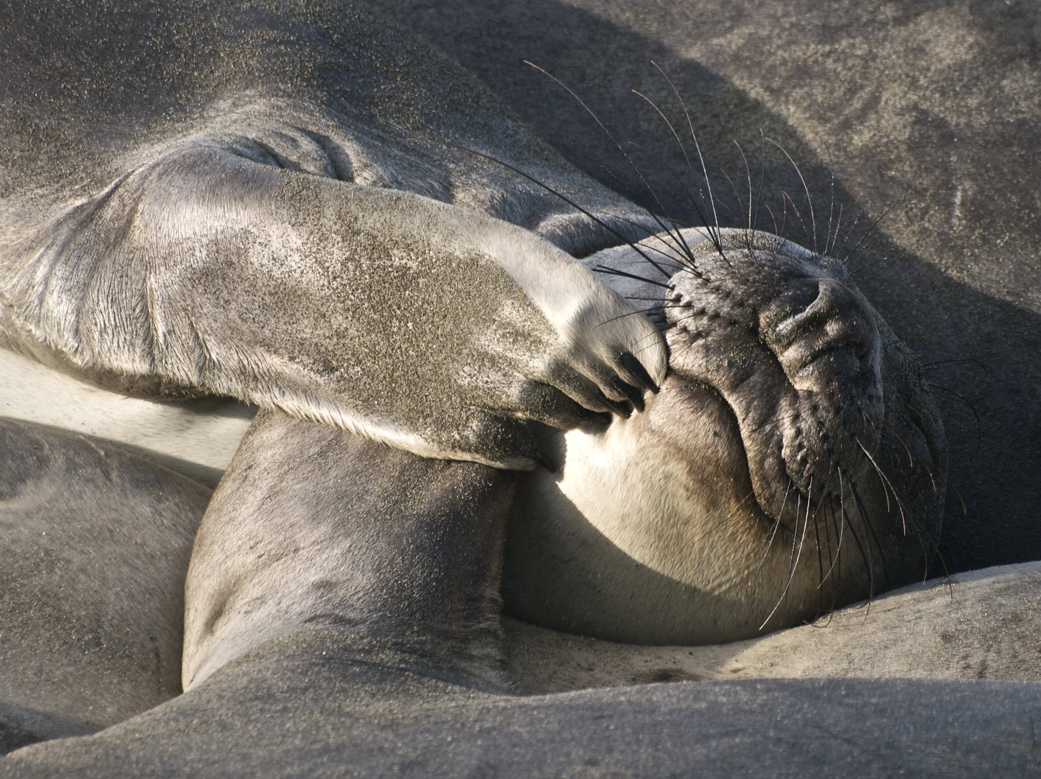 Elephant Seal Sleeping on Central Coast