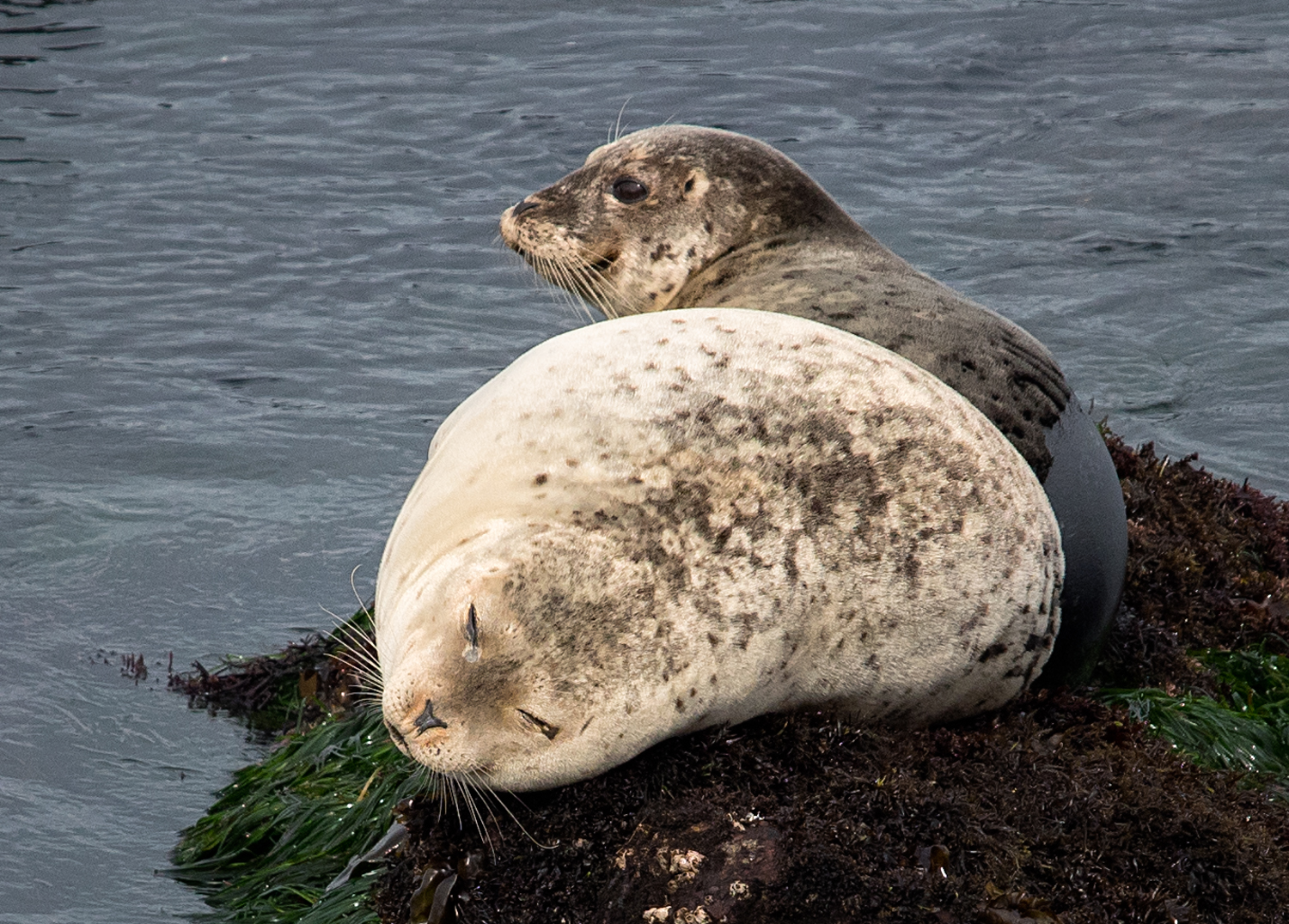 Harbor Seals in Pacific Grove