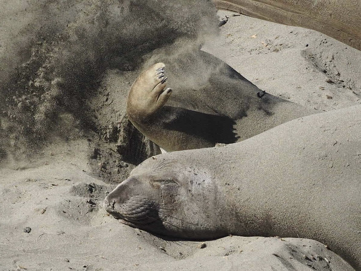 Elephant Seals Covered in Sand