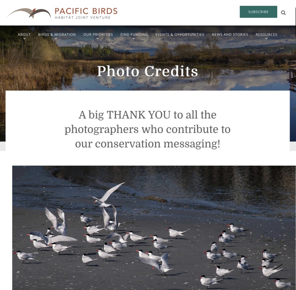 Caspian Terns Loafing on Puget Sound