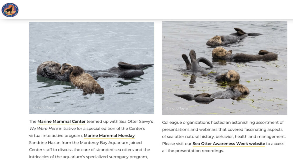 Southern Sea Otters