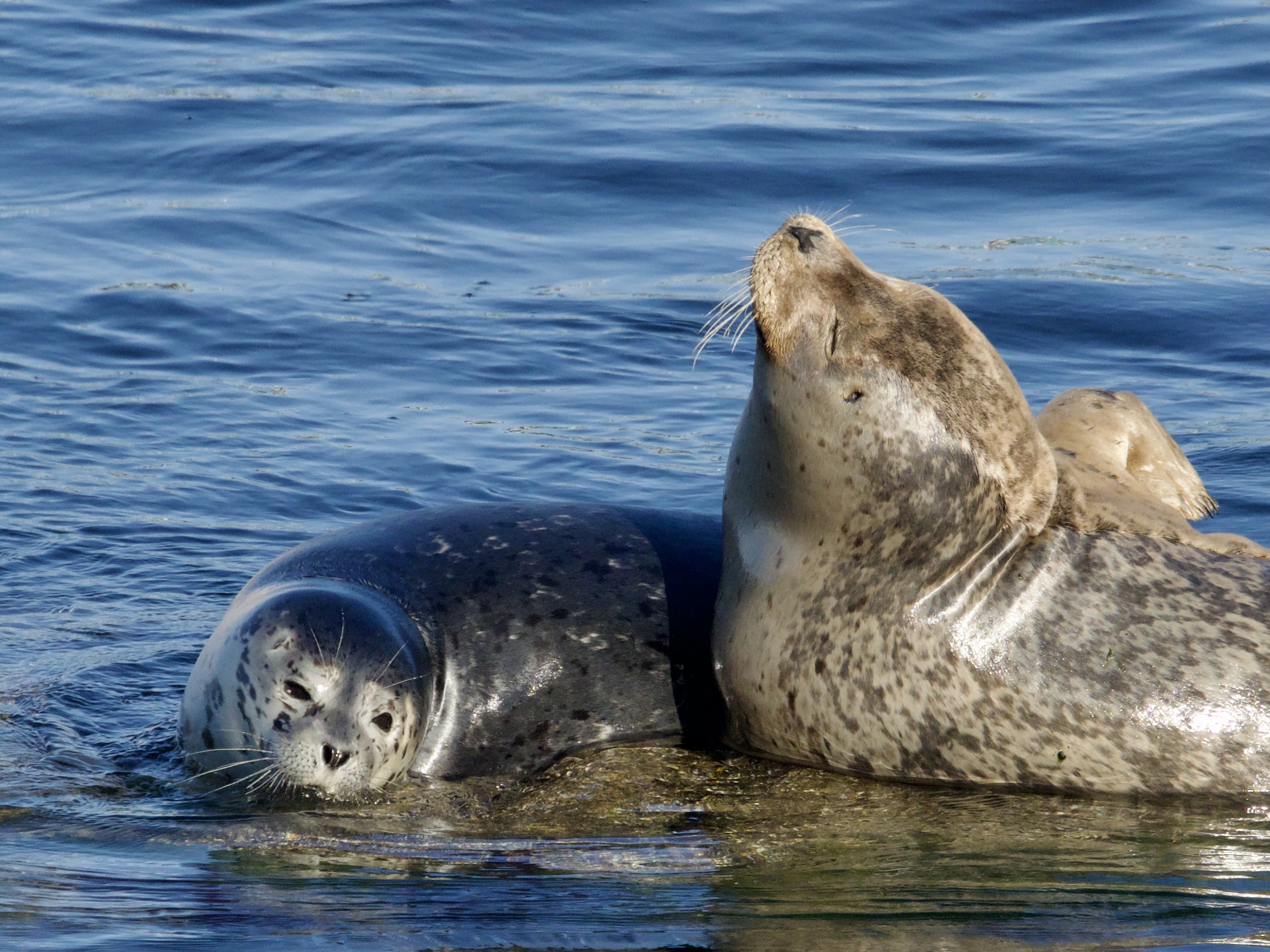 Harbor Seal and Pup in Monterey