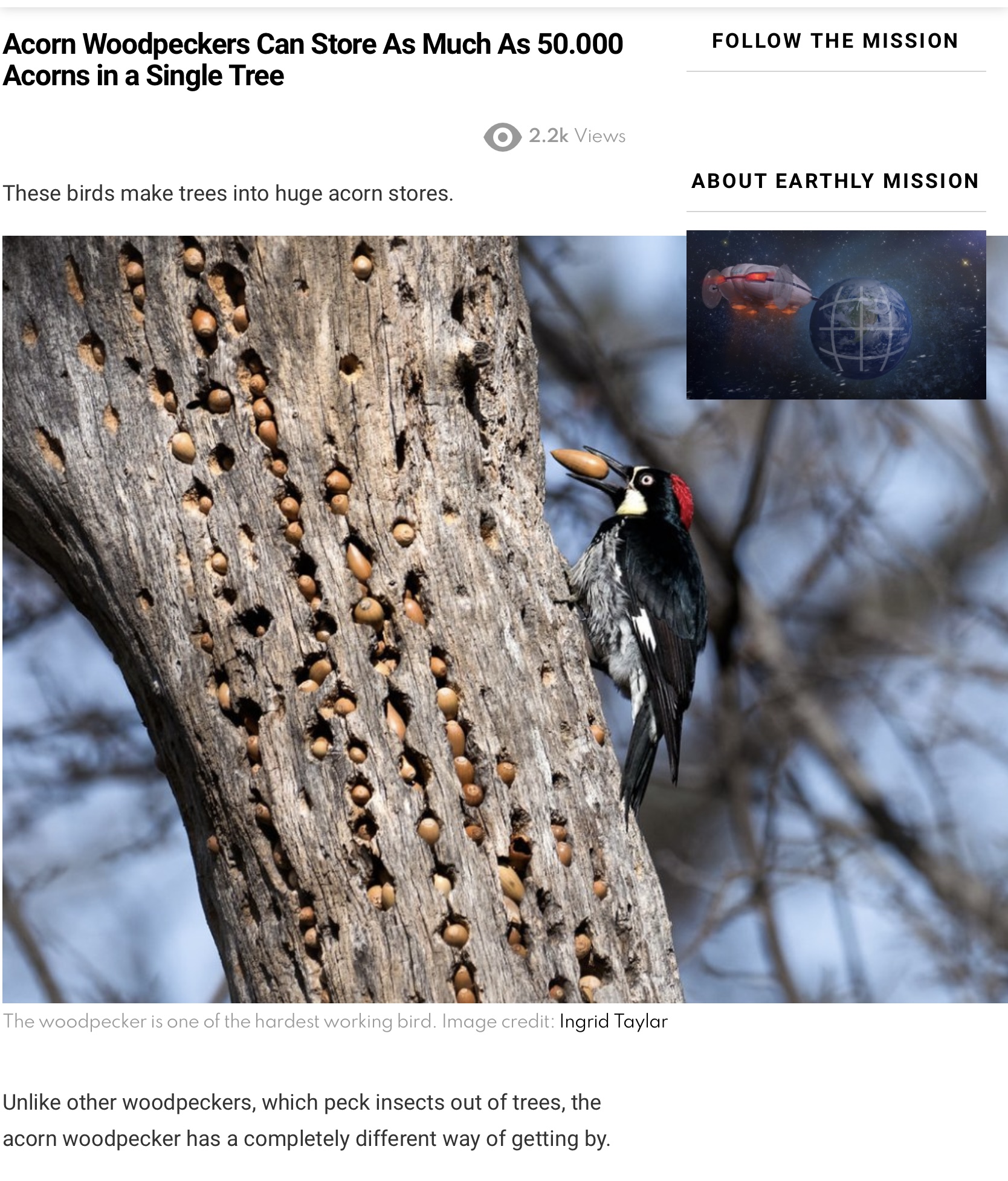Acorn Woodpecker at tree granary