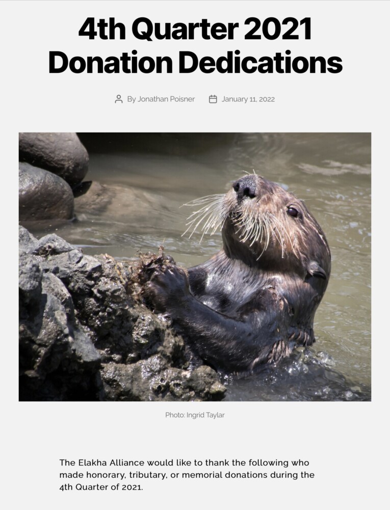 Southern Sea Otter Breaking Shell on Rocks