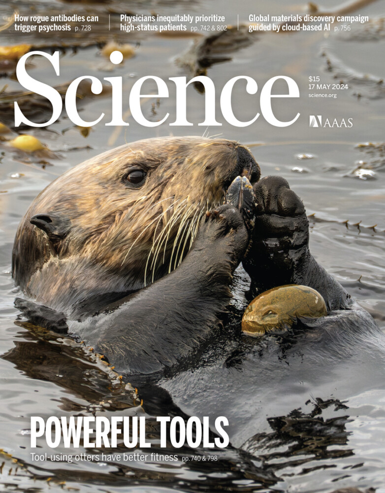 Southern Sea Otter Using Rock as Tool