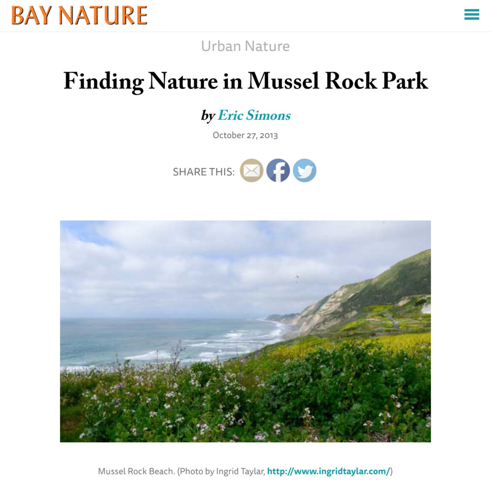 Photo of Wildflowers at Mussel Rock Park Pacifica