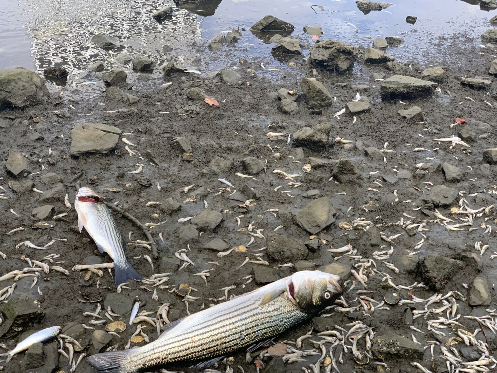 Dead Fish at Lake Merritt