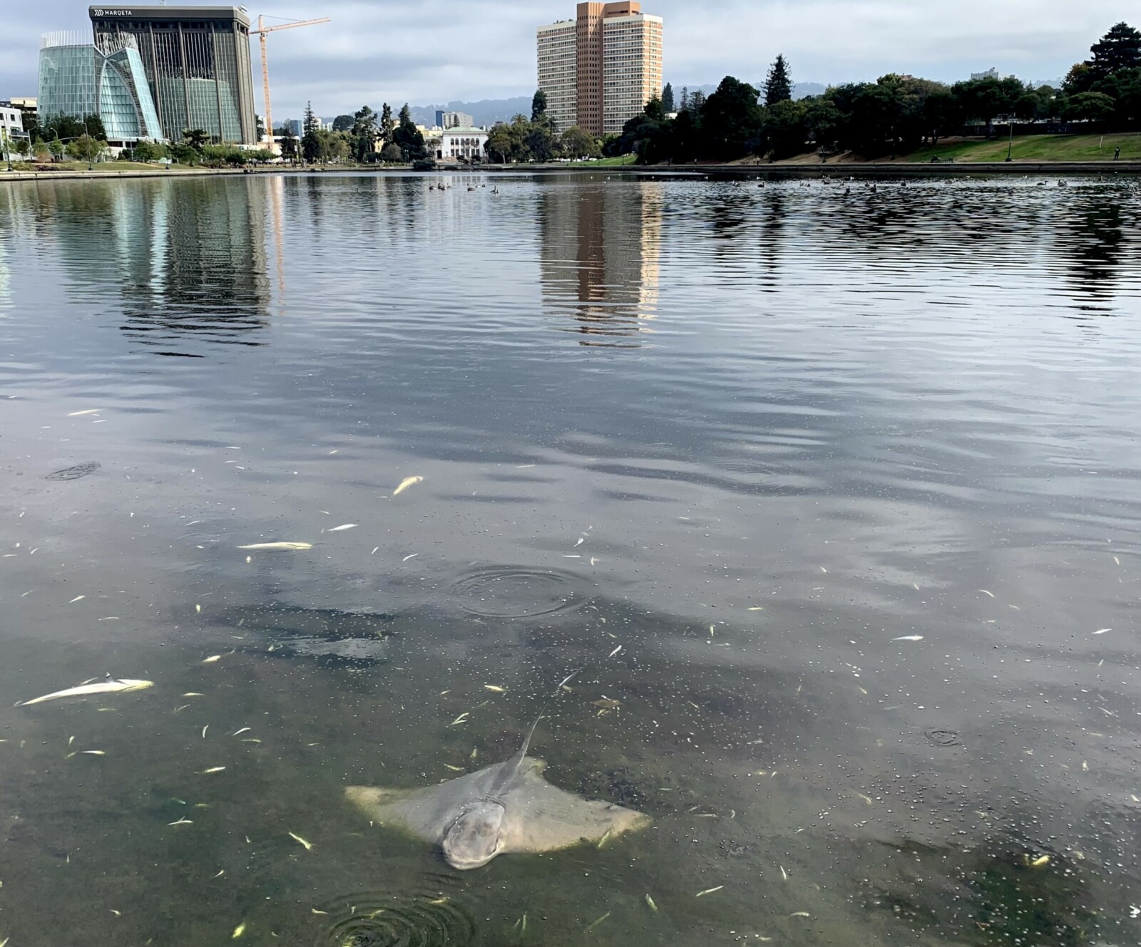 Dead Bat Ray in Lake Merritt Dead Bat Ray in Lake Merritt