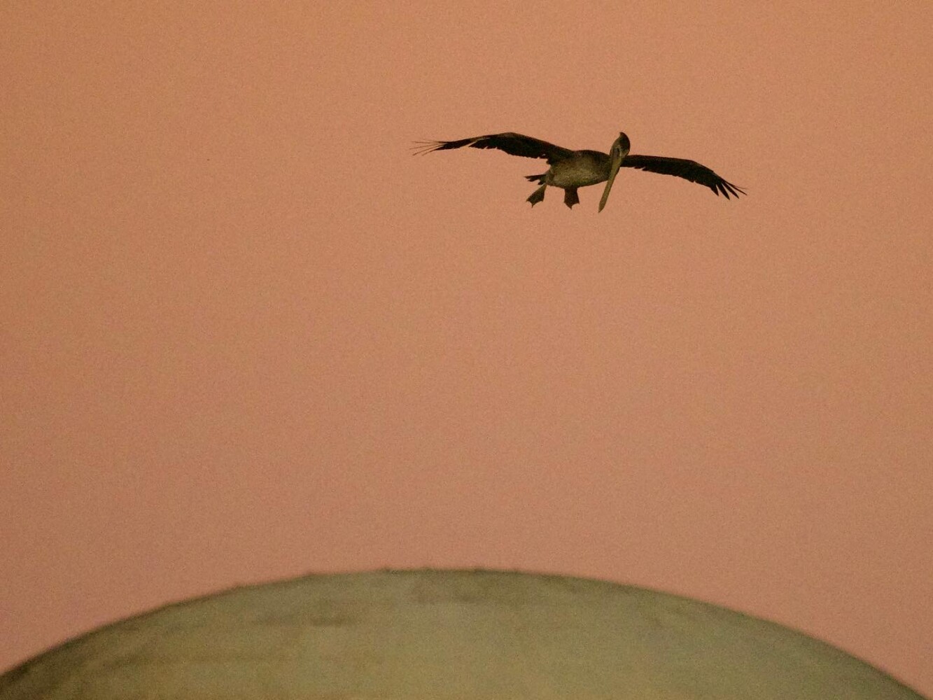 Brown Pelican Over the Palace of Fine Arts SF