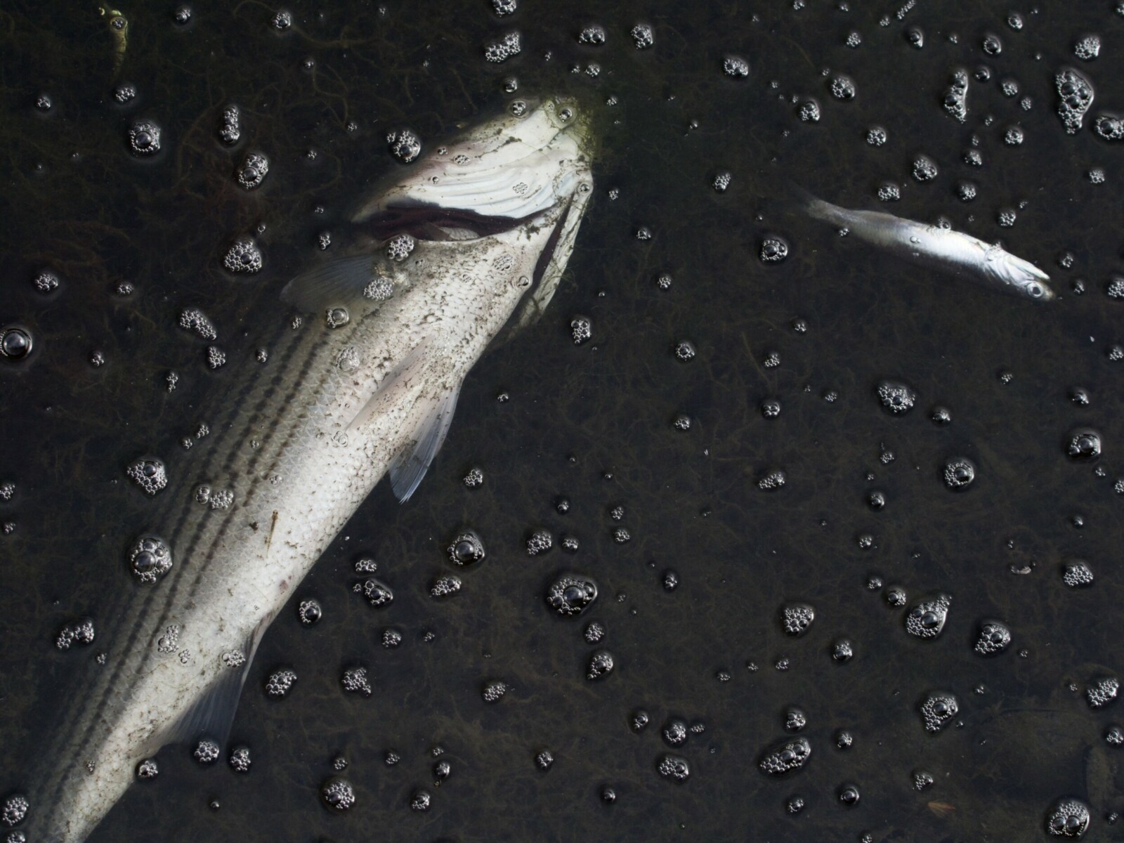 Fish Die-Off and Algae Bloom in Lake Merritt