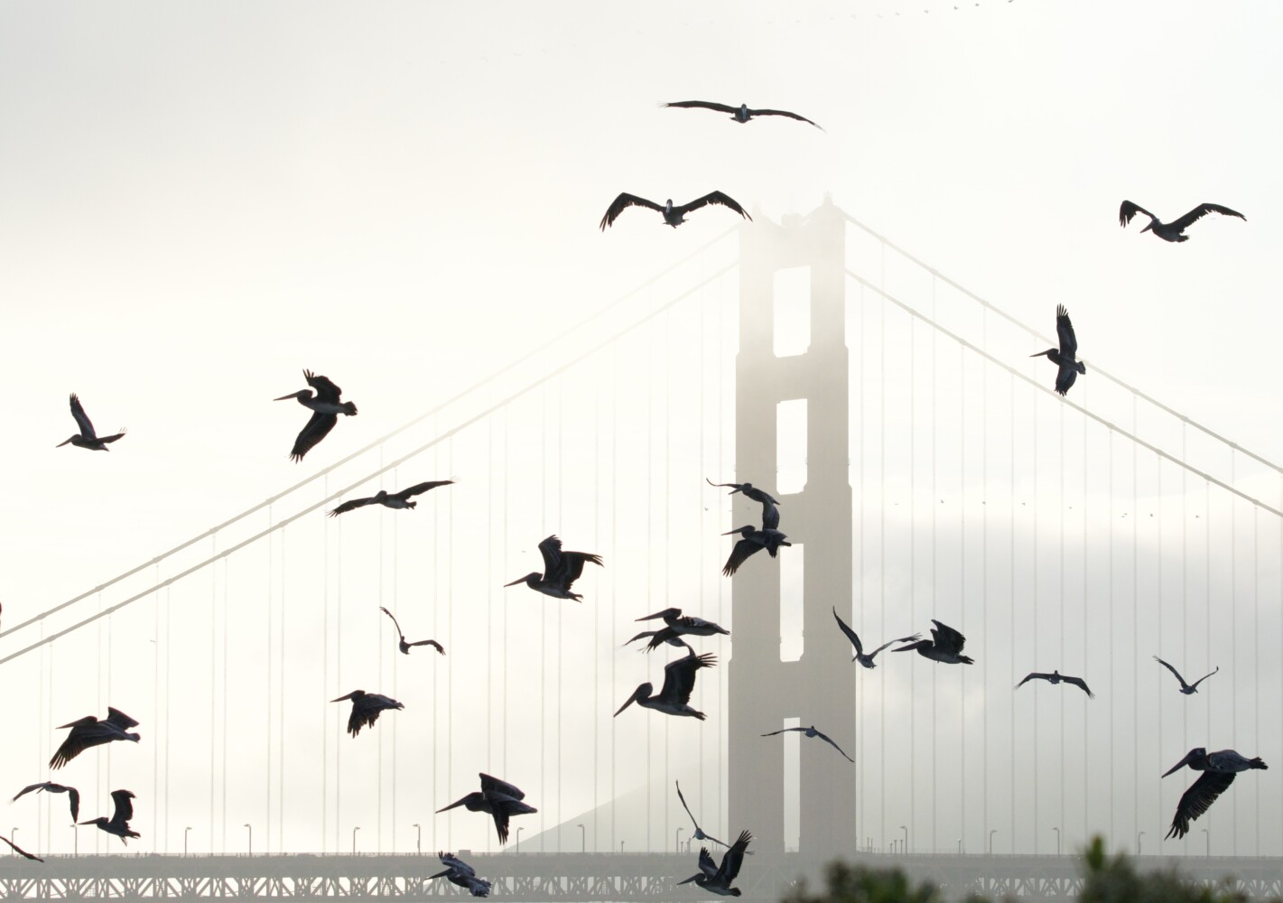 Pelicans at Golden Gate Bridge