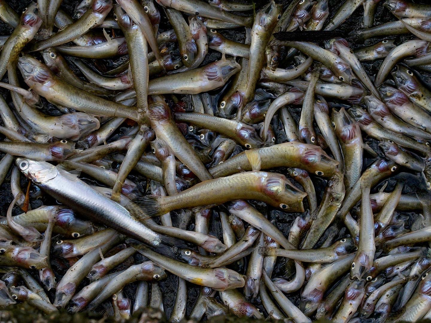 Dead fish at Lake Merritt Dead fish at Lake Merritt