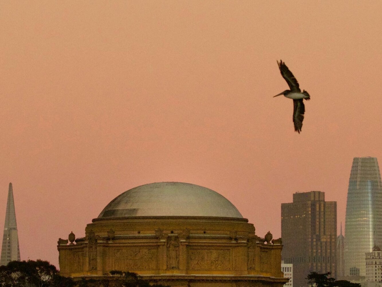 Brown Pelicans Over the Palace of Fine Arts SF