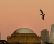 Brown Pelicans Over the Palace of Fine Arts SF
