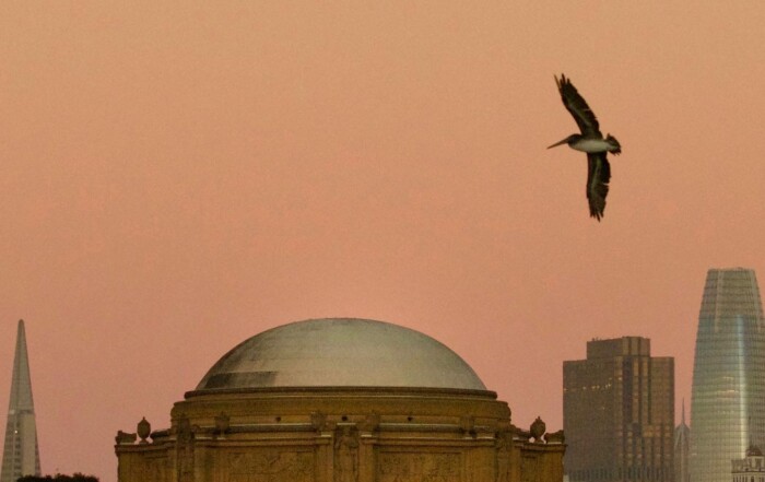 Brown Pelicans Over the Palace of Fine Arts SF