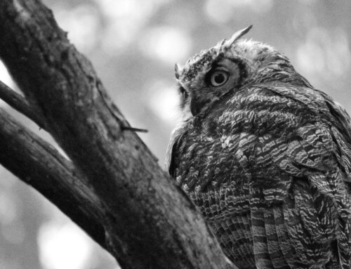 An Owl Being Just an Owl