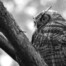 Great Horned Owl in San Francisco Presidio