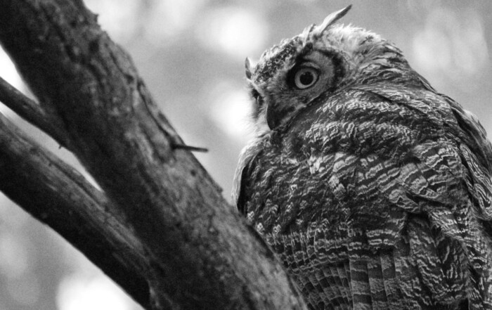 Great Horned Owl in San Francisco Presidio