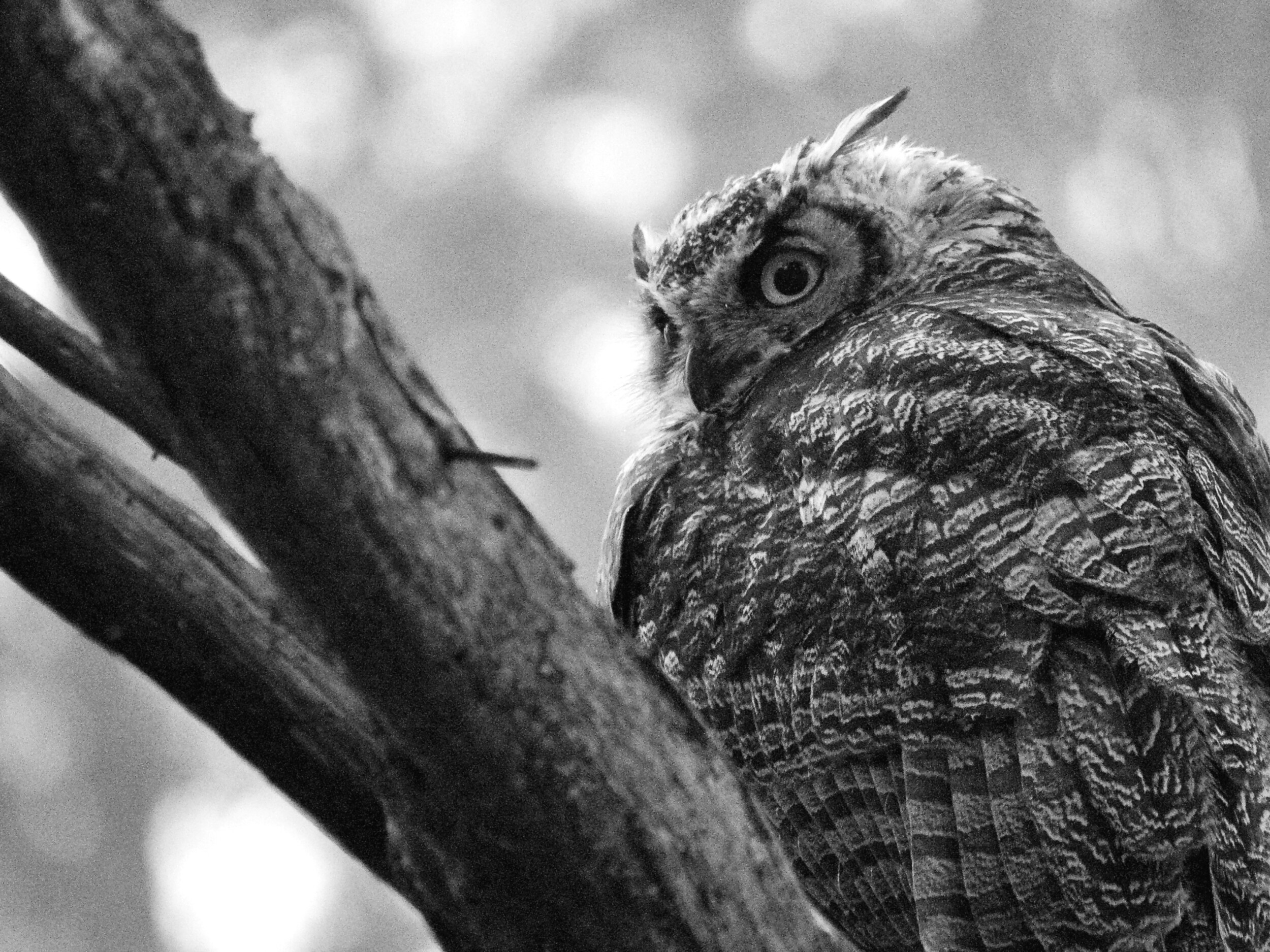 Great Horned Owl in San Francisco Presidio Great Horned Owl in San Francisco Presidio