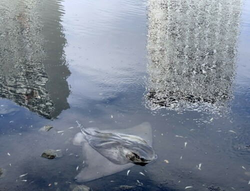 Fish Die-Off at Lake Merritt