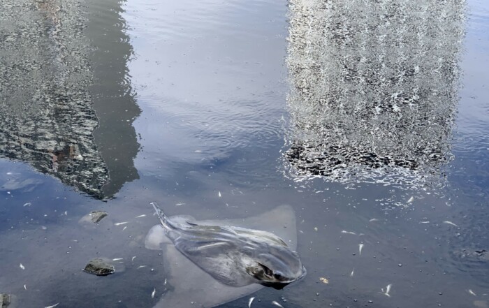 Fish Die-Off and Algae Bloom in Lake Merritt