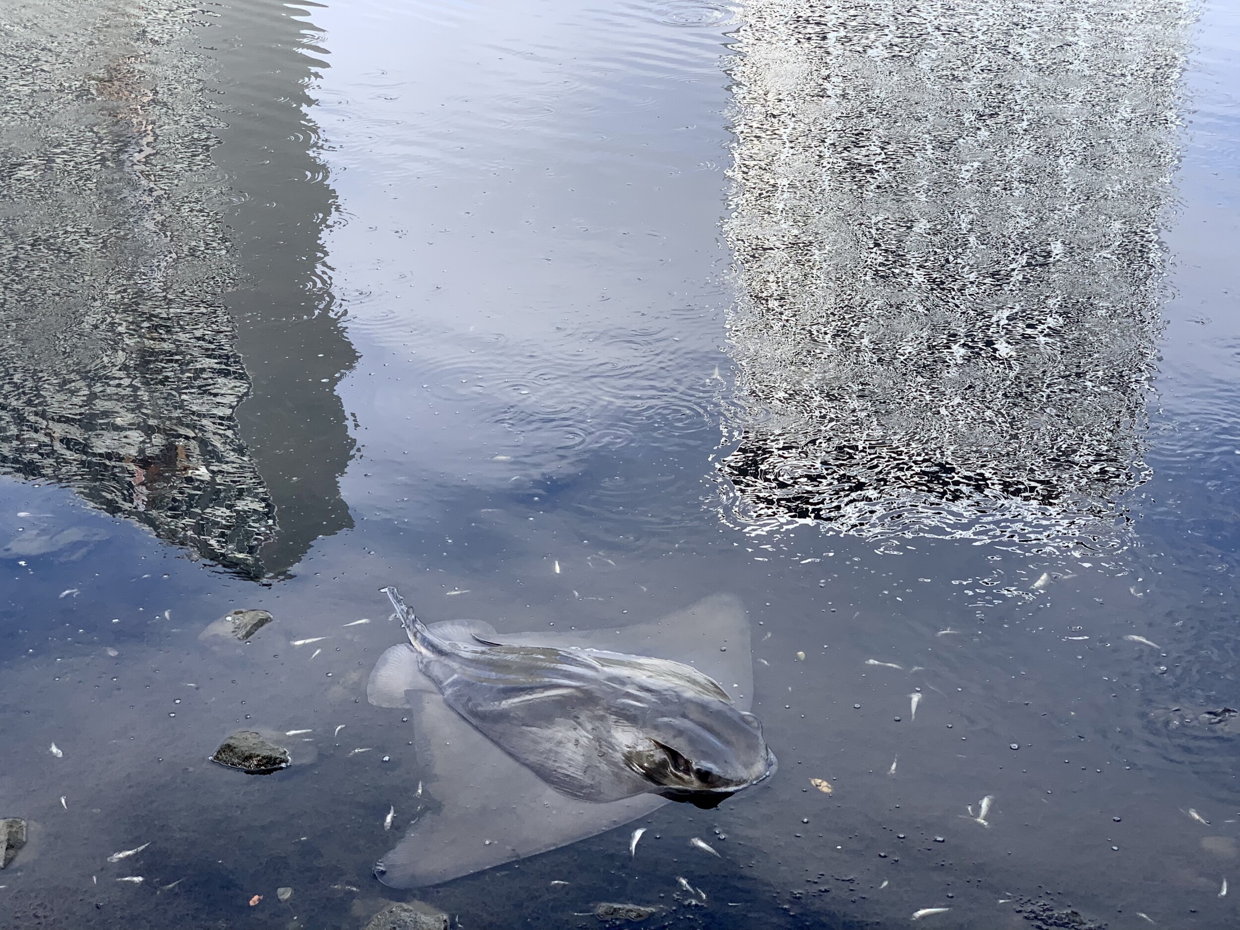 Fish Die-Off and Algae Bloom in Lake Merritt