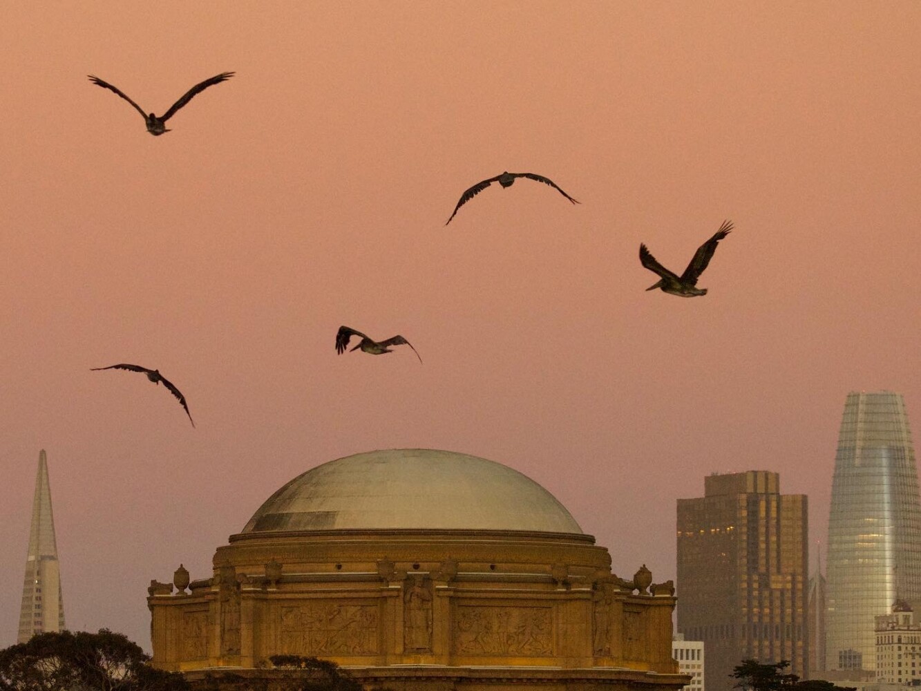 Brown Pelicans in San Francisco Sunset