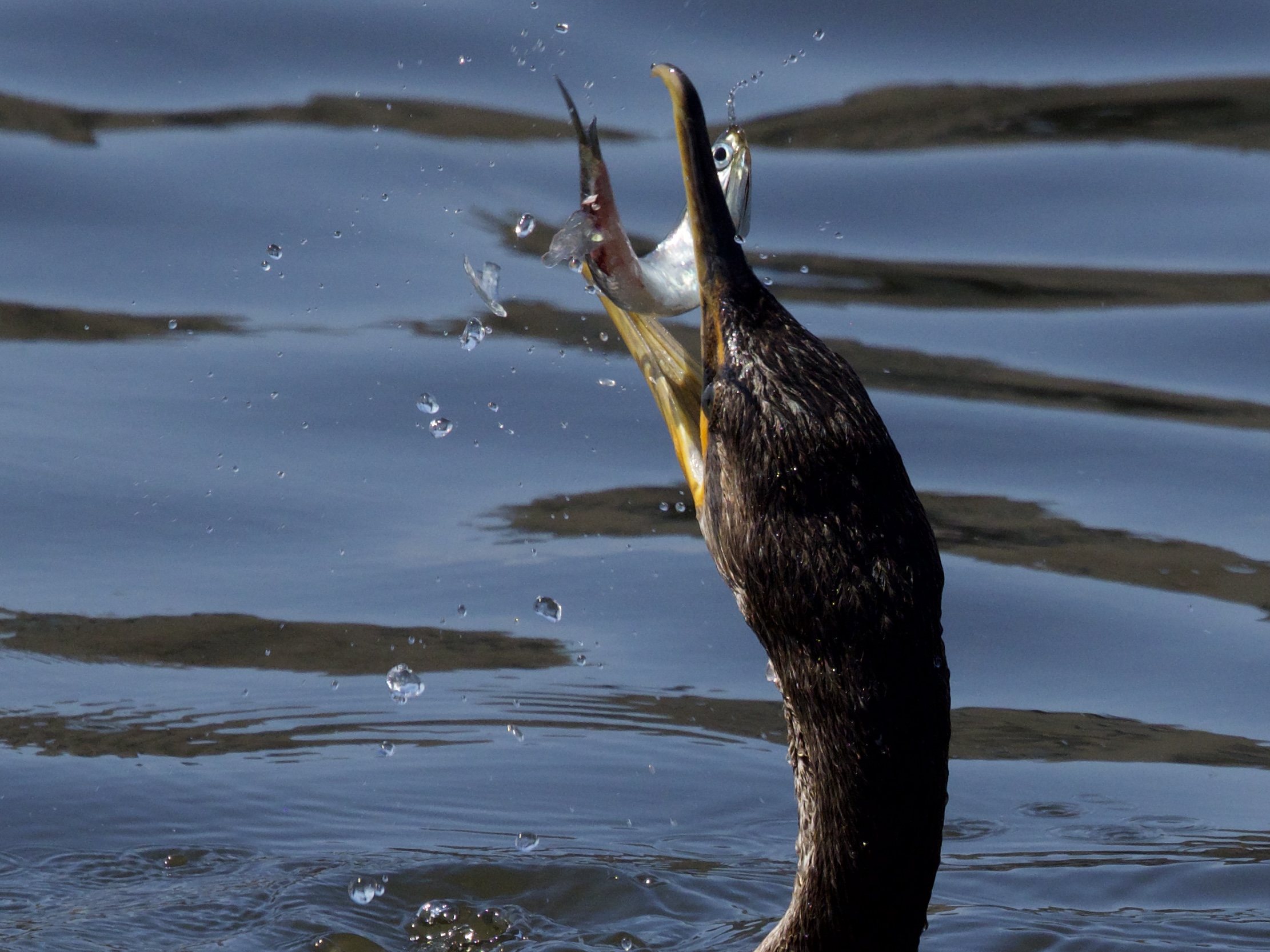 Double-crested Cormorant Fishing in Lake Merritt Double-crested Cormorant Fishing in Lake Merritt