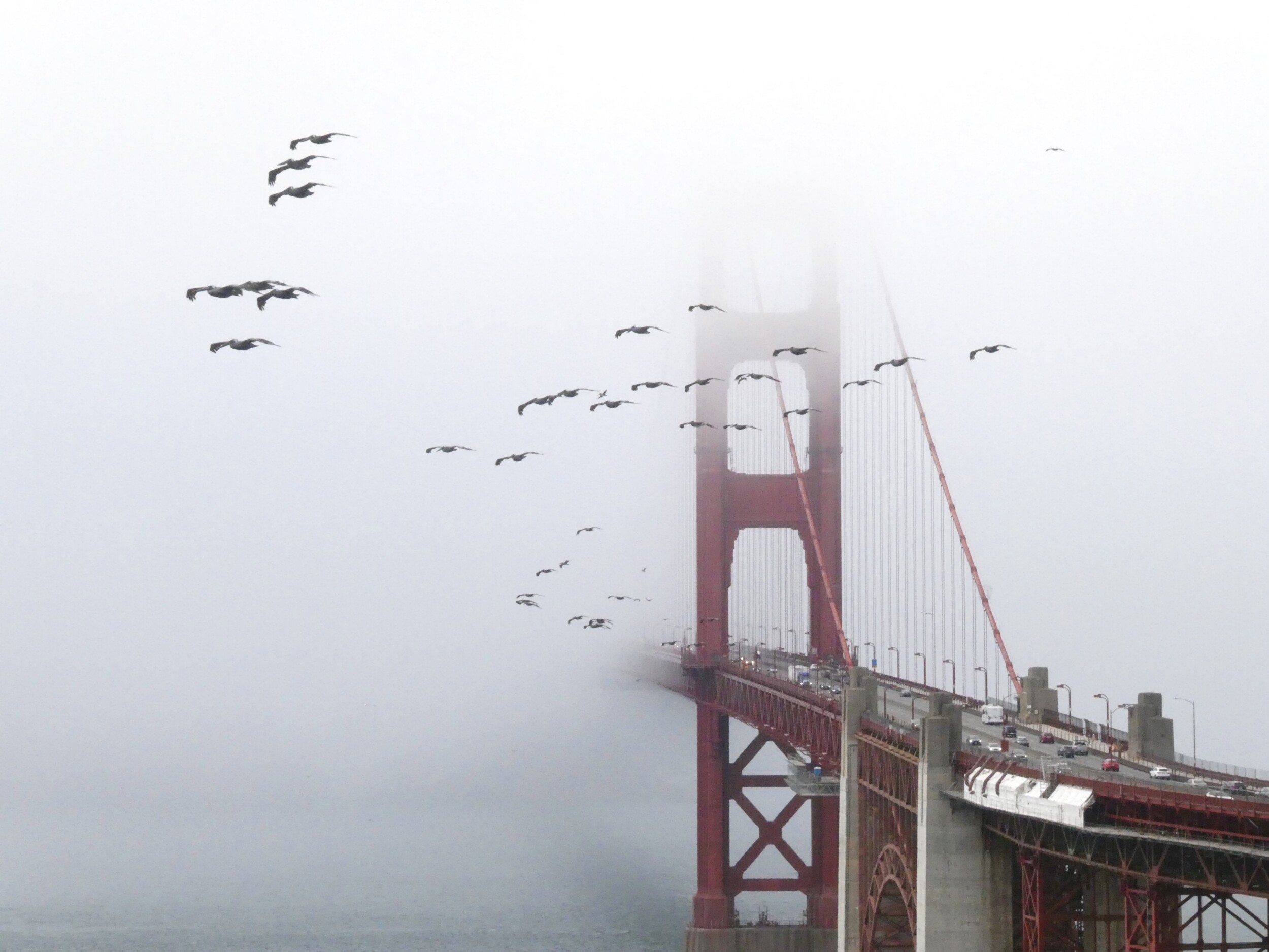 Golden Gate Bridge in Fog with Brown Pelicans
