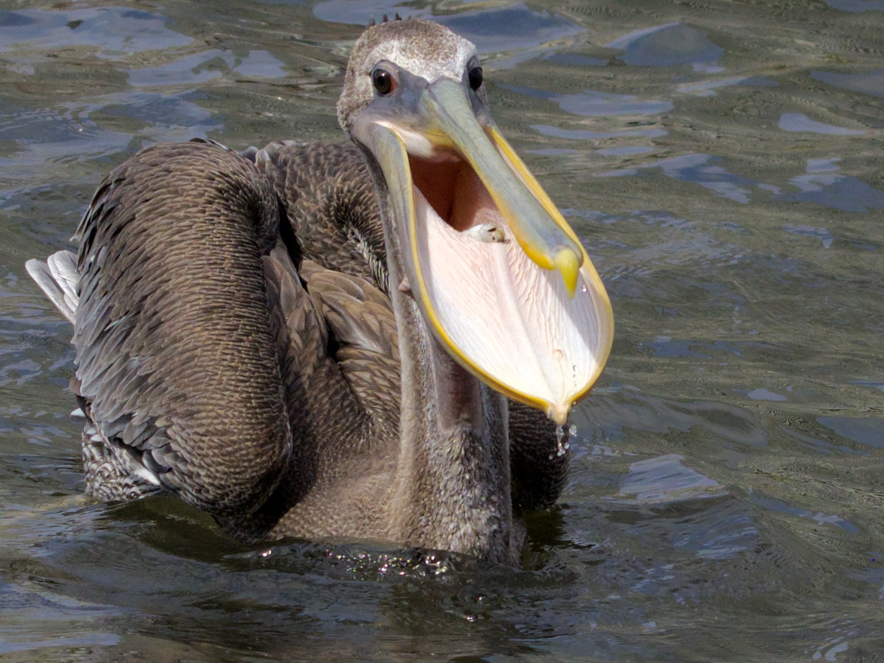 Brown Pelican Fishing at Lake Merritt