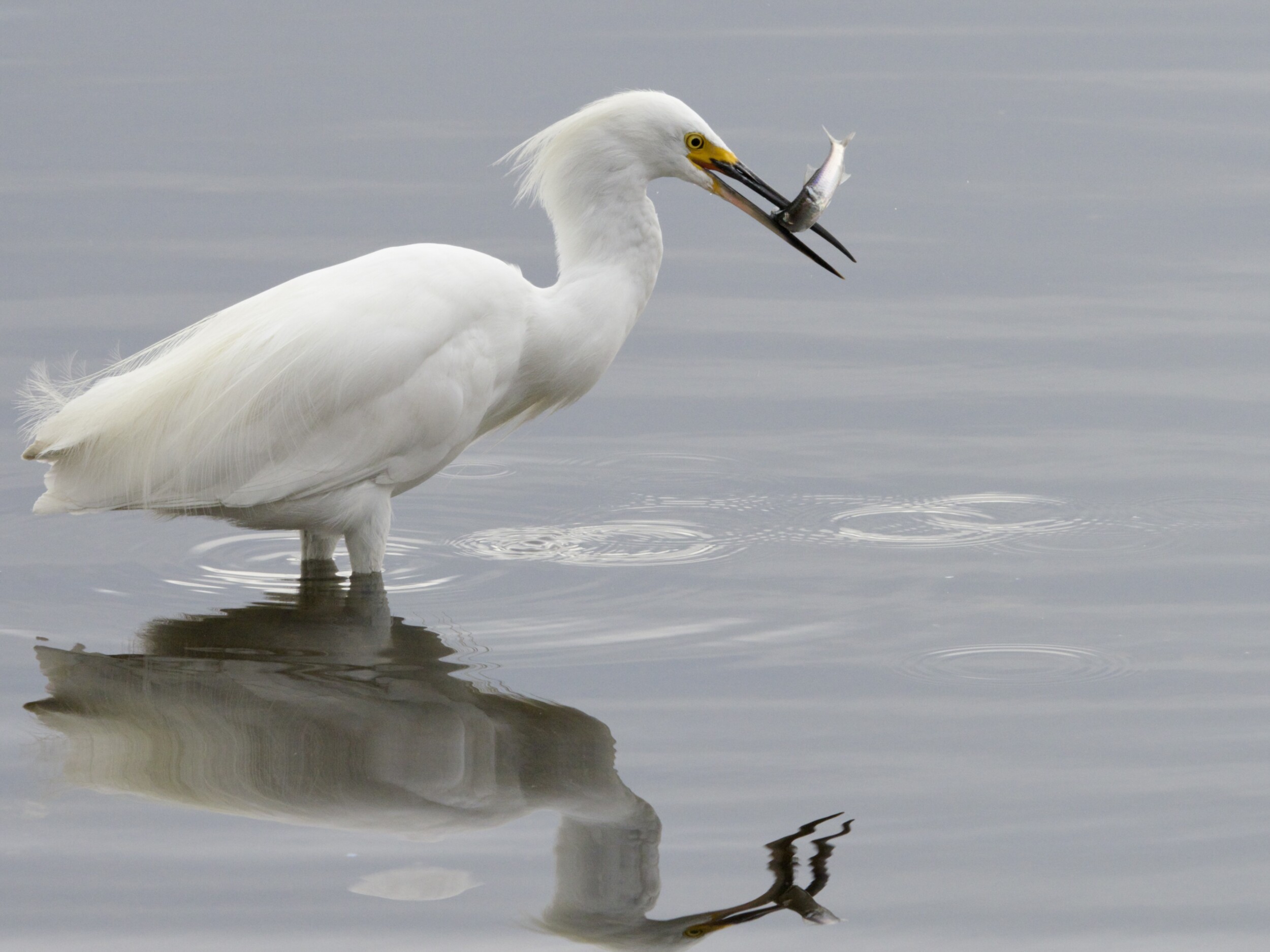 Snowy Egret Fishing on Lake Merritt