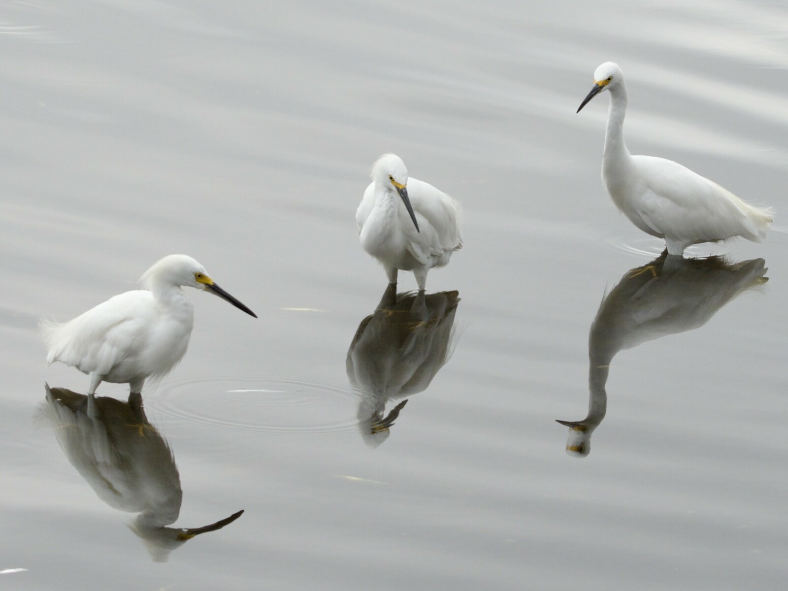 Snowy Egrets Reflected at Lake Merritt