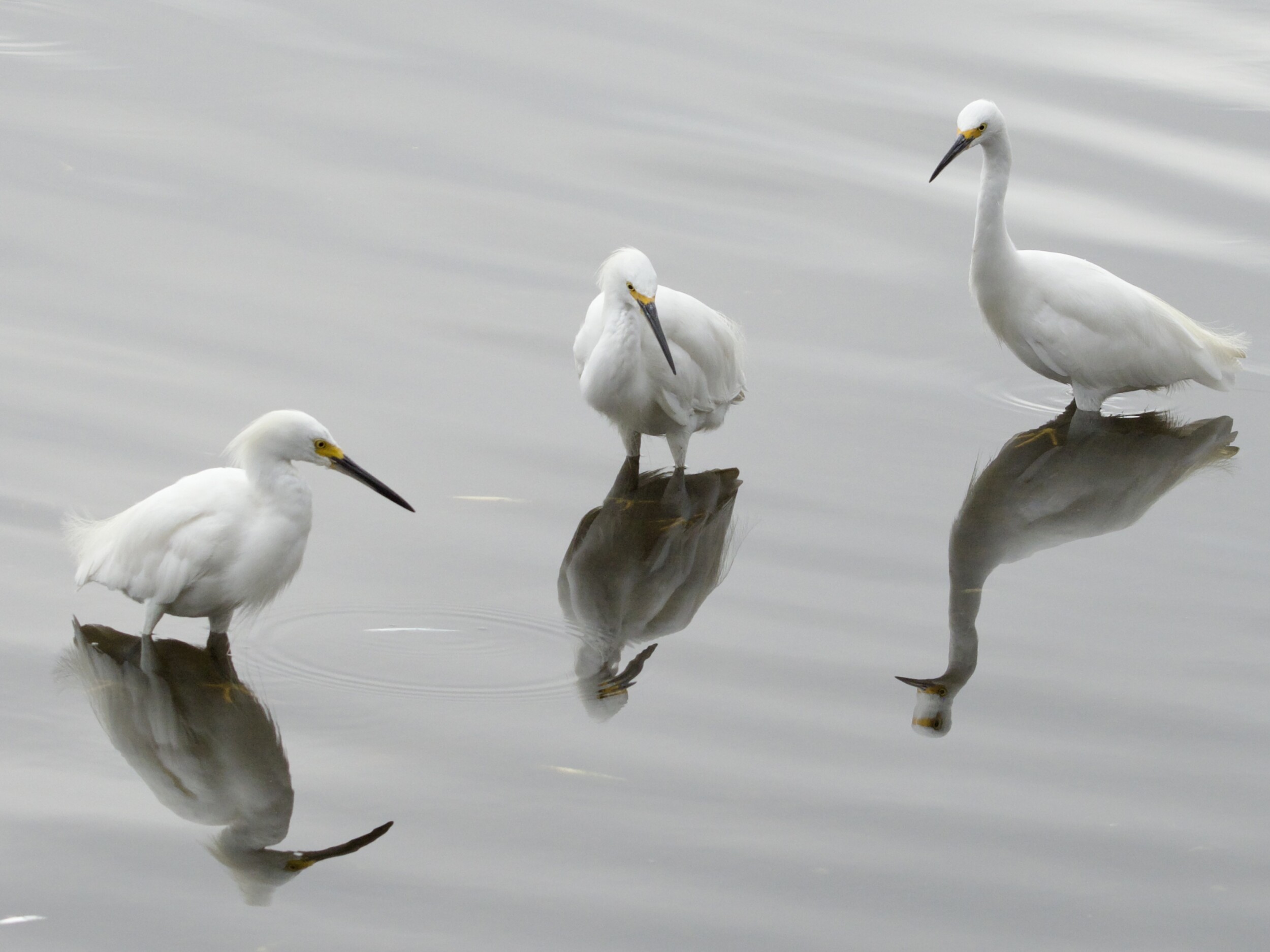 Snowy Egrets Reflected at Lake Merritt